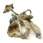 Golden Teacher Magic Mushrooms