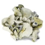 Avery Albino Magic Mushrooms ( rare strain)