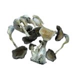 White Burma Magic Mushrooms