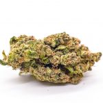Papaya(AAAA)