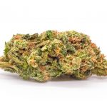 Platinum Girl Scout Cookies Strain