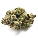 Black Tuna(AAA)