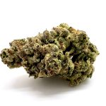 Dolato Strain