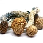 African Transkei Magic Mushrooms