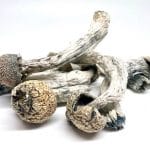 Albino Penis Envy Magic Mushrooms