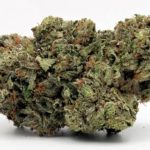 Three Queens(AAAA) by Bernie Farms