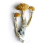 Hillbilly Magic Mushrooms