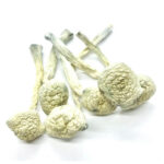 Most Potent Psilocybin Mushroom