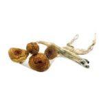 Blue Angel Magic Mushrooms - Microdosing Mushrooms