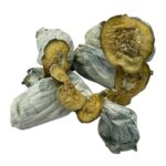 Are Psychedelic Mushrooms Legal in Canada