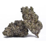 Purple Mimosa(AAAA)