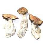 Makilla Gorilla Magic Mushrooms