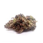 Purple Rhino(AAA+)