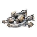 BIOFREEZE Magic Mushrooms-Designer Strain