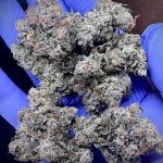 Death Bubba by Prohibition Farms(AAAA+)(Superquad)
