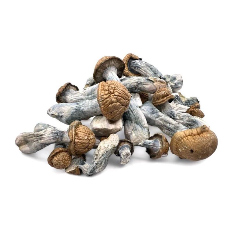 Buy Magic Mushrooms Canada