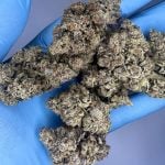 Platinum Gas 9 by Prohibition Farms(AAAA+)(Superquad)