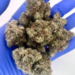 ROCKSTAR TUNA BY PROHIBITION FARMS(AAAA+)(SUPERQUAD)