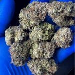 Animal Face by Bernie Farms(AAAA+)(superquad)