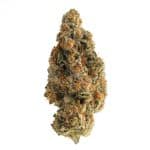 Citrus Skunk by North King farms( AAAA)(Living Soil Organic)