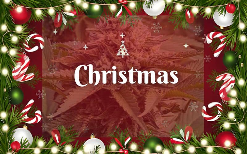 Christmas Weed Delivery in Canada: Order Cannabis Online for a Relaxed Holiday Season