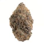 Glitter Bomb by North King Farms(AAAA+)  (Living Soil Organic)
