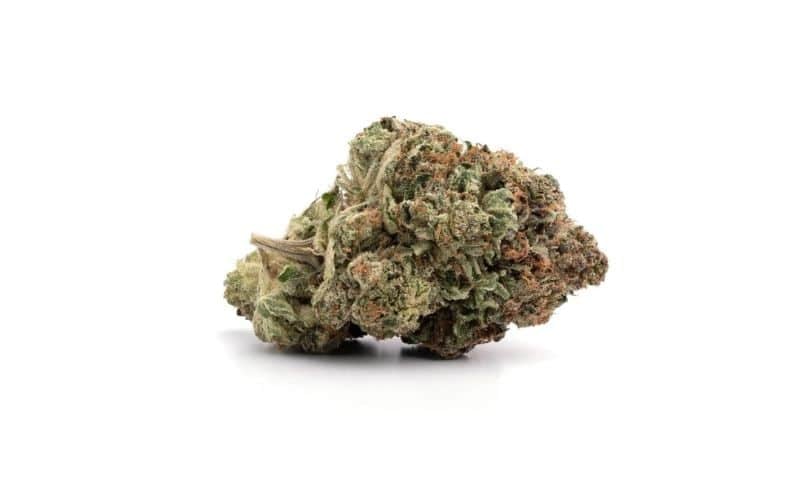 OG Shark (AAA+)