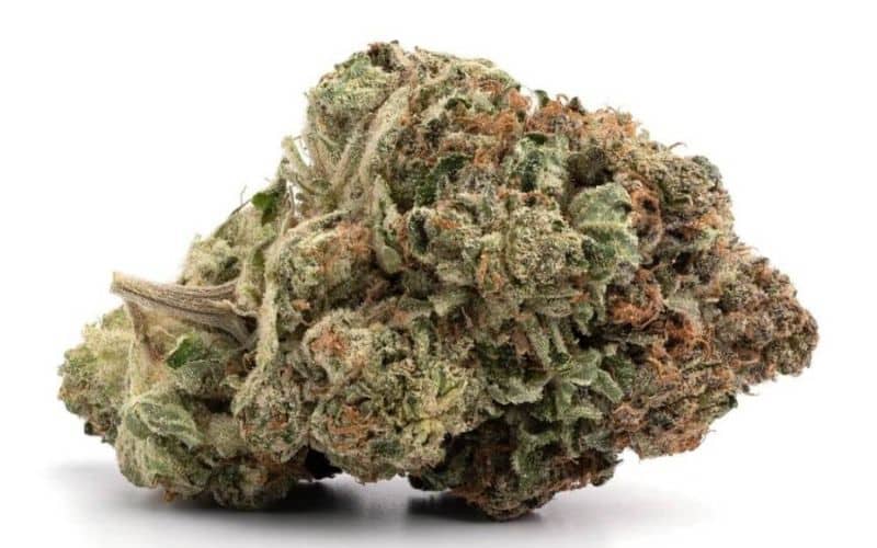 OG Shark (AAA+)