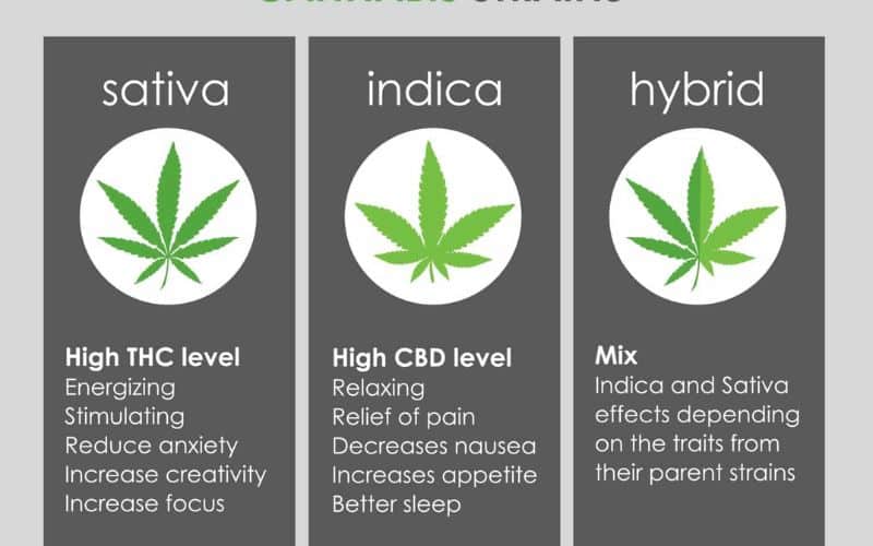 Understanding Sativa, Indica, and Hybrid Strain Differences