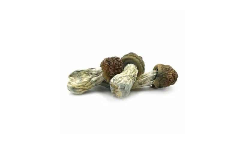 Buy Mushrooms Online in Canada