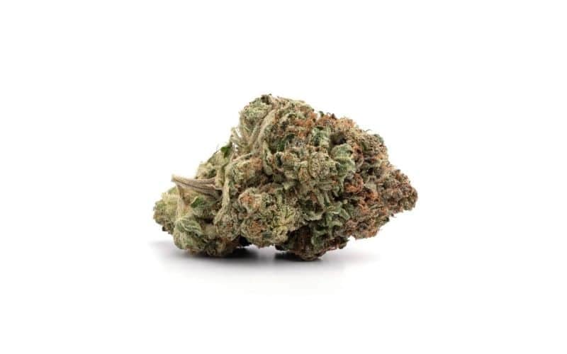 OG Shark (AAA+)