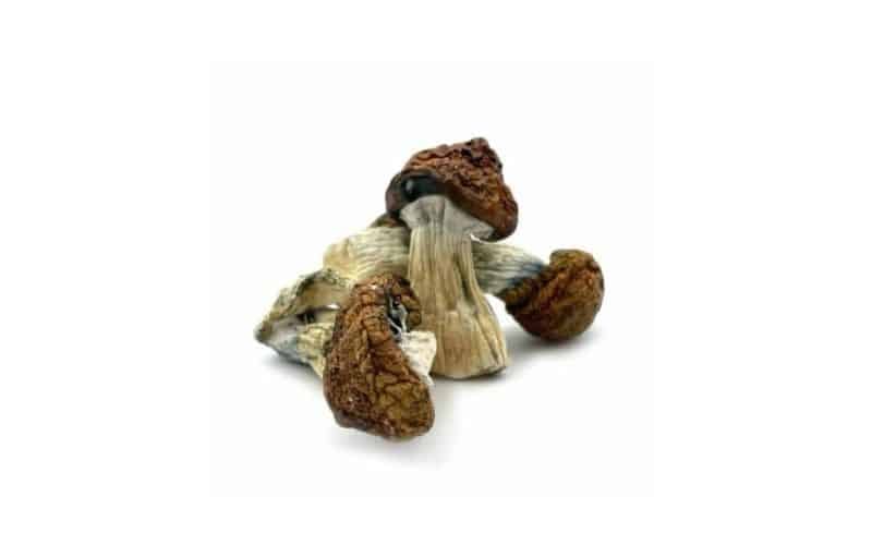 Online Mushroom Stores in Canada Before Placing an Order