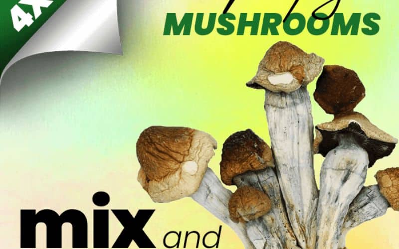 Malabar Magic Mushrooms
