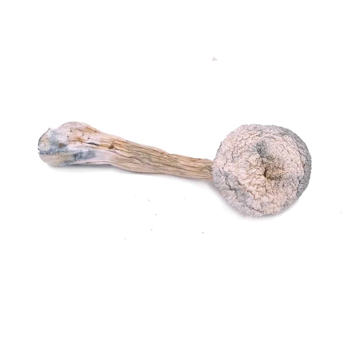 d6d60b3b-359f-4055-ab0f-0678babac1bd Blue Ghost Magic Mushrooms - Image 1